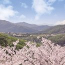 전원한우직판장 | 경기 광주 화담숲 벚꽃 명소 완벽 가이드 2026