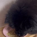 반려식탁 | [내돈내산] 반려동물 브릿지독 빅디쉬 + 트레이 식탁 구매 후기