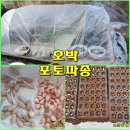 텃밭2 이미지