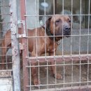 옐로우 켄넬 이미지