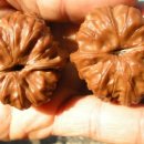 귀족호도 이미지