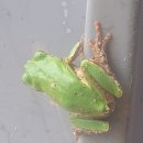 청개구리 이미지