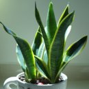 알로애 꽃집 이미지