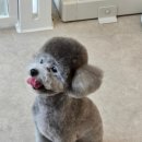 그루밍140 이미지