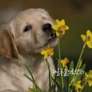 청주 강아지 골절 말티푸 뒷발꿈치뼈 골절 수술 후기 [24시간 동물병원]