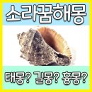 소라꿈 꿈해몽을 알려들릴게요! 이미지