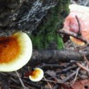 영지카센타 이미지