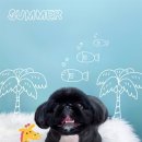 꼼꼼 애견미용실 이미지