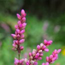 연세화랑의원 이미지