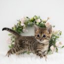 광주강아지분양 고양이분양 도로시펫 이미지