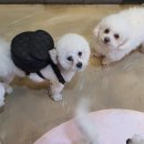 탑클래스 호텔·유치원 이미지