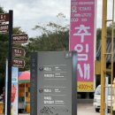 정인안동찜닭 | 안동 하회마을 개미취 10월 개화상태 입장료 주차장 꿀팁