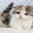 광주강아지분양 고양이분양 24시 데려가개본점 이미지