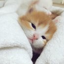 잘래 이미지