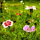 풀잎궁전 이미지