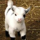 아기염소 이미지