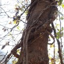 넝쿨농장 이미지