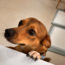 늘봄 그루밍 이미지