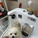 멍냥살롱 이미지