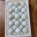 천일농장 Daum카페