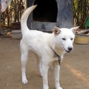 우정진도개 이미지