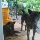 깜순이농장 이미지