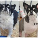 짱구네 동물병원 이미지