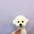 올웨이즈 반려견 미용실 이미지