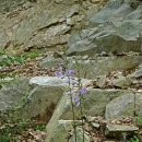 【다도해비비추(Hosta jonesii)】 「꽃줄기가 매끈하고 노란색 꽃밥을 가진 해안가 여러해살이풀」 이미지