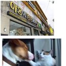 야옹아멍멍해봐 이미지