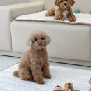 Dr.님프만