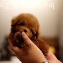 강아지분양퍼피베이비