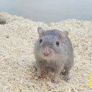 달펫 소동물샵 이미지