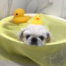 멍멍이천국 이미지