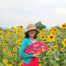 율북3리마을회관 | 칠곡 석적 해바라기 명소 포남3리 청계마을회관 실시간 개화 상황 26.06.19(금)