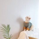 유방촬영/초음파, 유방미세석회 조직검사 (영남유외과의원)