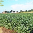 상모리-11 이미지