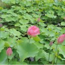 경주연꽃단지 이미지