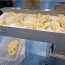 우진육절기 | 🥬 맛김치절단기(FKS-250) 실제 테스트 후기｜절임배추 자동 컷팅 솔루션!