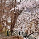 천상의 나무 | 충북 벚꽃 명소 대청호 벚꽃길 옥천 천상의정원 보은 남대문공원