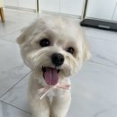 펫살롱 헤아림 이미지