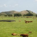 문성목장 이미지