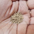 굿닥터의원 | 장 건강 혁명 누가의원 김태균 굿닥터 몸사랑 유산균 위산 뚫고 1000배 증식 변비 끝장 후기