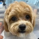 하나카동물병원 이미지