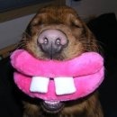 우리집강아지 이미지