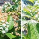 솔내음농장 이미지