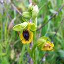 노랑벌난초 [yellow bee-orchid (Ophrys lutea)] 이미지