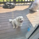 아리힐 | 24년 8월 3일 용인아리힐펜션 1박2일 후기