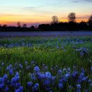 꽃이있는풍경 이미지