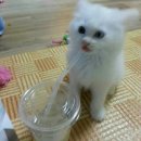 황동물병원 이미지